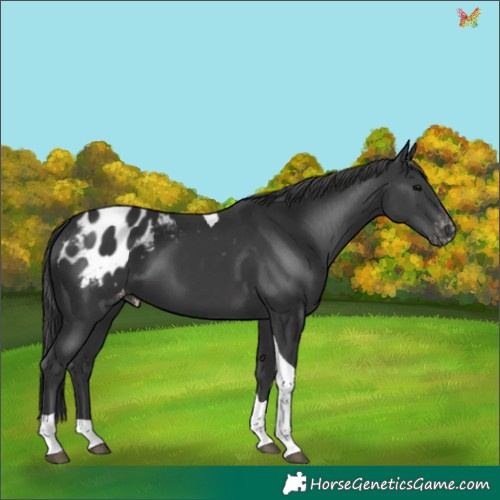 Horse Color:Black Tobiano Appaloosa 