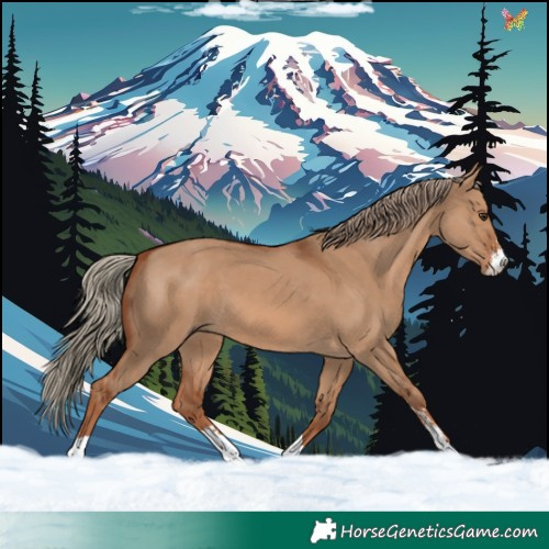 Horse Color:Red Dun Sabino Tobiano 