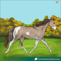 Horse Color:Liver Red Dun Sabino Tobiano 