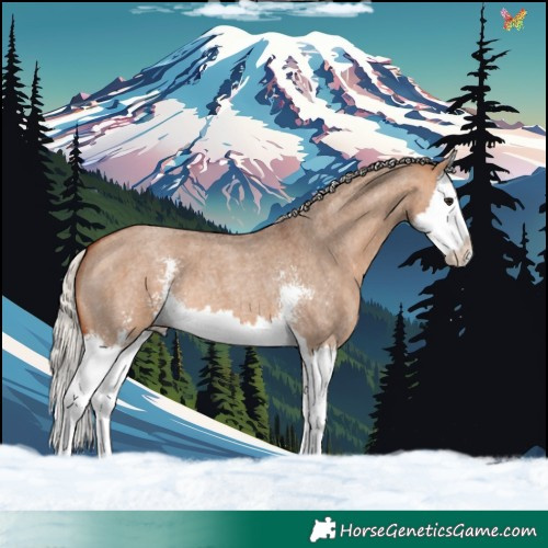 Horse Color:Silver Bay Roan Dun Sabino Splash 