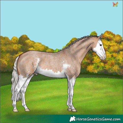 Horse Color:Silver Bay Roan Dun Sabino Splash 