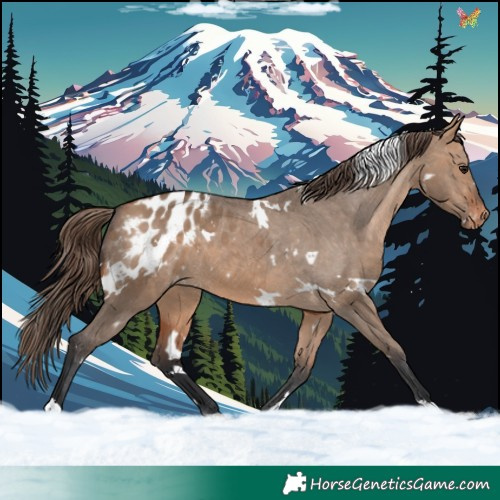 Horse Color:White Spotted Bay Dun Appaloosa 