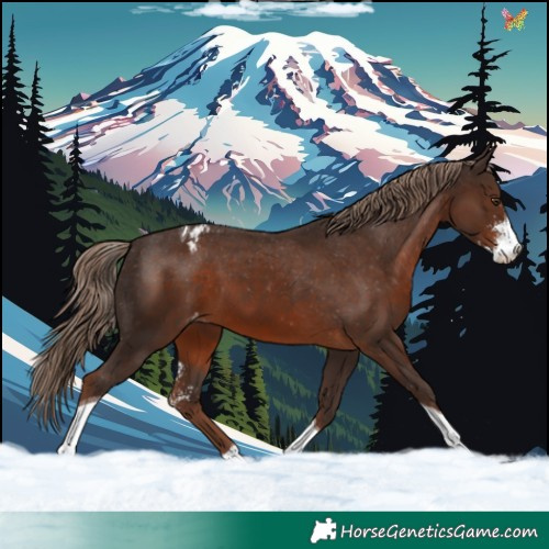 Horse Color:Liver Chestnut Sabino Tobiano Varnish 