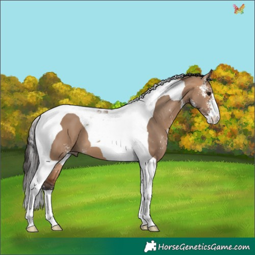 Horse Color:Bay Dun Sabino Tobiano 