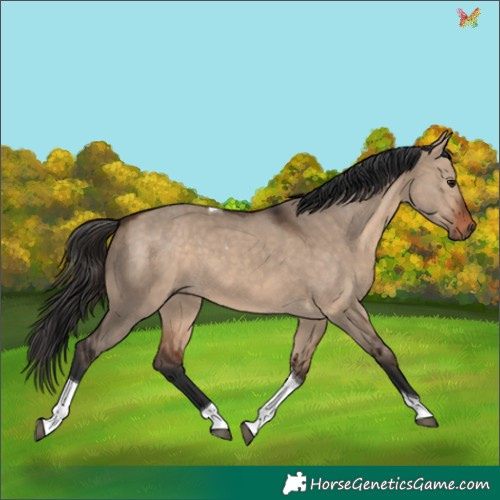 Horse Color:Bay Dun Tobiano 