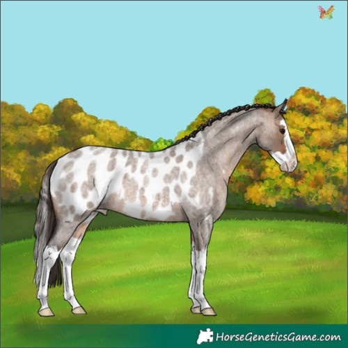 Horse Color:Bay Roan Dun Splash Appaloosa 