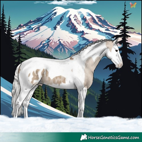 Horse Color:Silver Grullo Splash Tobiano Appaloosa 
