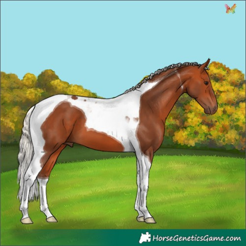 Horse Color:Silver Bay Tobiano 