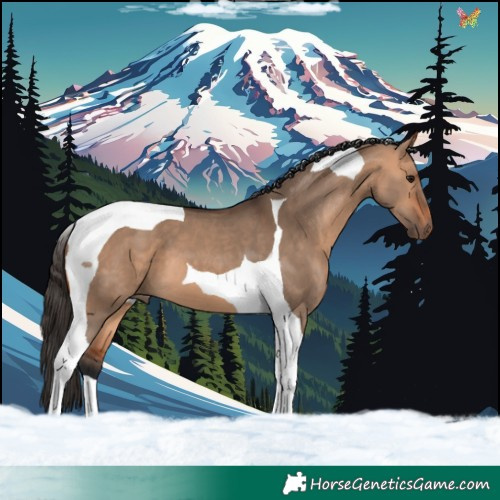 Horse Color:Bay Dun Tobiano 