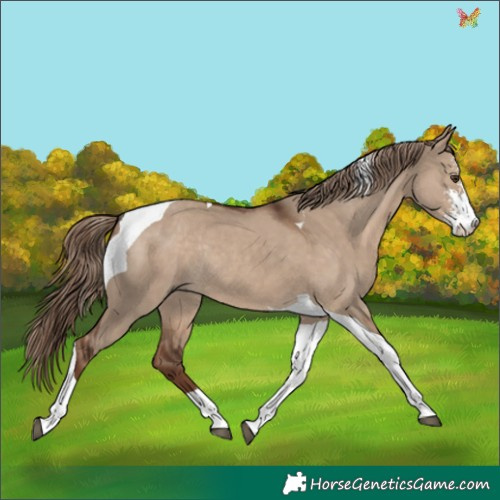 Horse Color:Liver Red Dun Sabino Tobiano Rabicano 