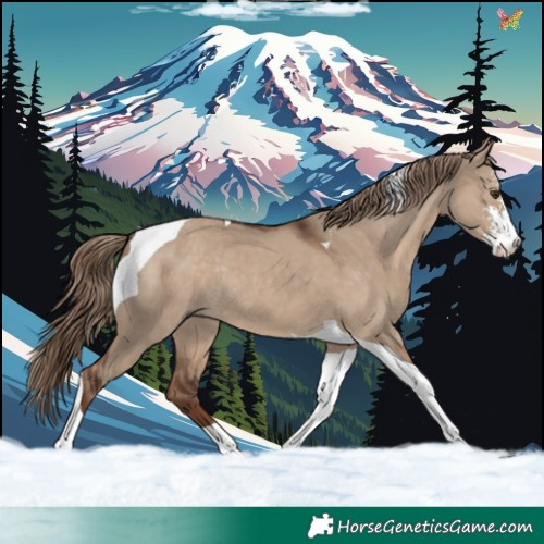Horse Color:Liver Red Dun Sabino Tobiano Rabicano 