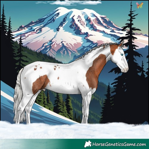 Horse Color:Silver Bay Splash Tobiano Rabicano 