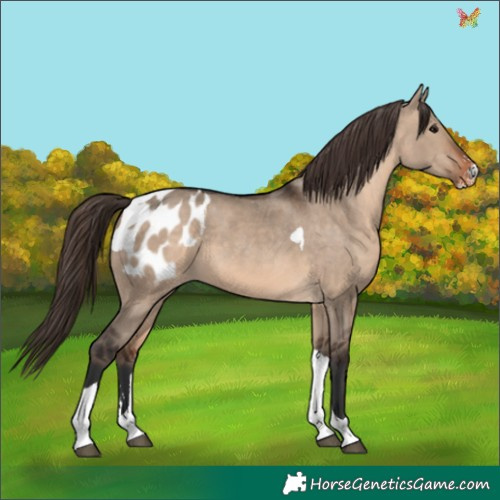 Horse Color:Brown Dun Sabino Tobiano Appaloosa 