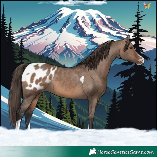 Horse Color:Brown Dun Sabino Tobiano Blanket 