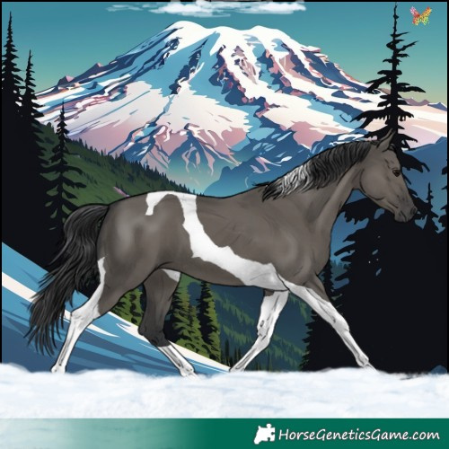 Horse Color:Grullo Tobiano 