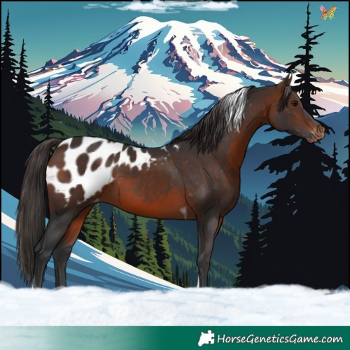 Horse Color:Brown Tobiano Appaloosa 
