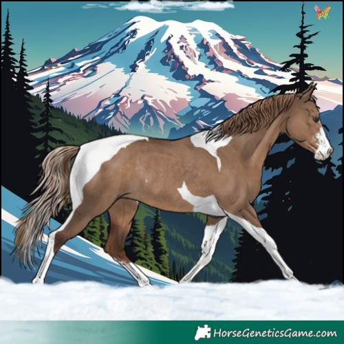 Horse Color:Liver Red Dun Sabino Tobiano Rabicano 