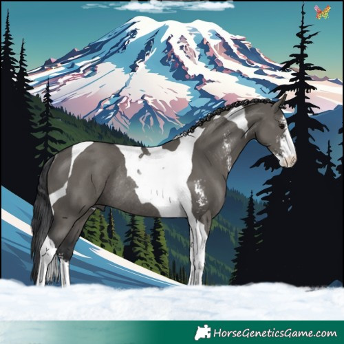 Horse Color:Grullo Sabino Tobiano Rabicano 