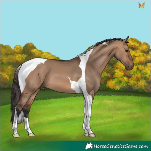 Horse Color:Bay Dun Tobiano 