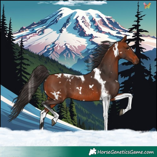 Horse Color:White Spotted Bay Tobiano Rabicano 