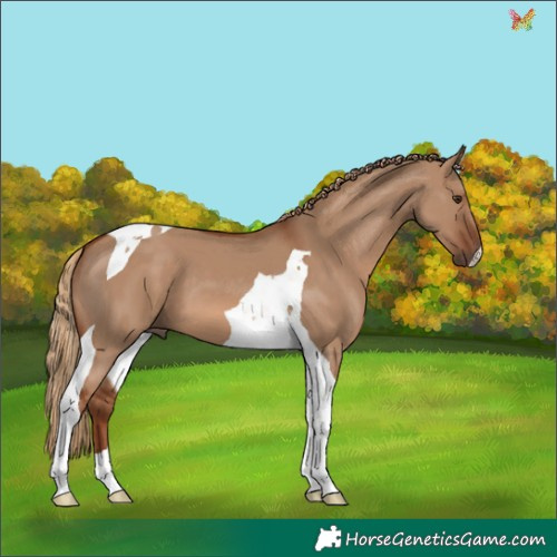 Horse Color:Red Dun Tobiano 