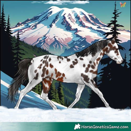 Horse Color:Brown Splash Tobiano Appaloosa 