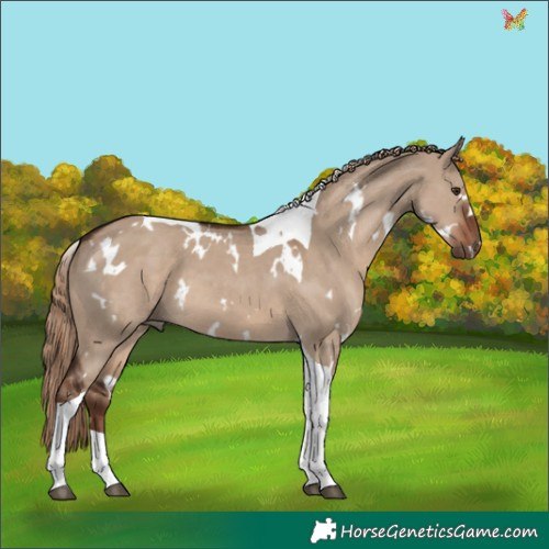 Horse Color:White Spotted Liver Red Dun Tobiano 