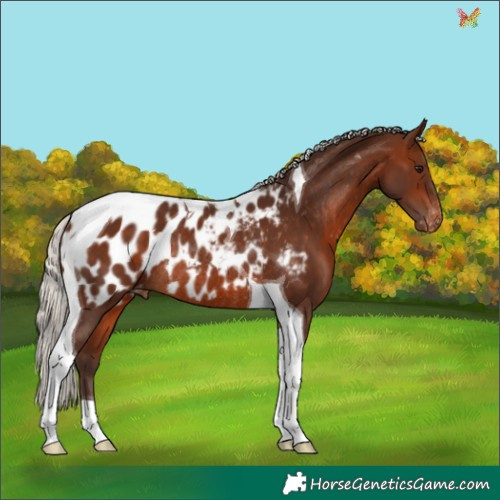 Horse Color:Silver Brown Tobiano Appaloosa Rabicano 