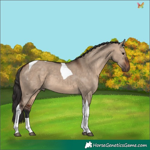 Horse Color:Bay Dun Tobiano 