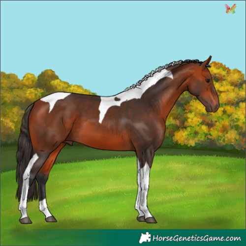 Horse Color:Bay Tobiano 