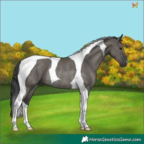 Horse Color:Grullo Tobiano Rabicano 