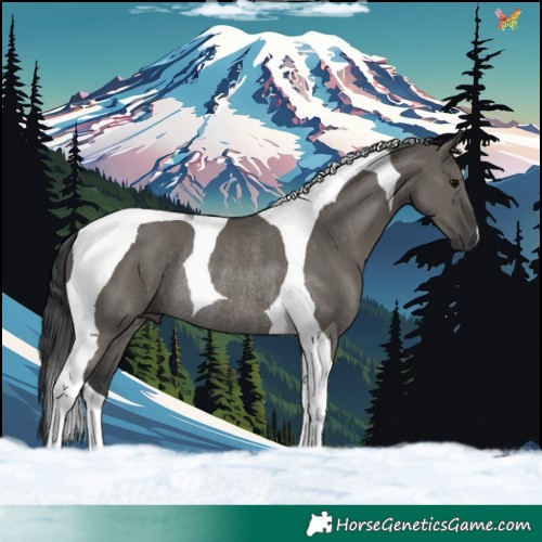 Horse Color:Grullo Tobiano Rabicano 