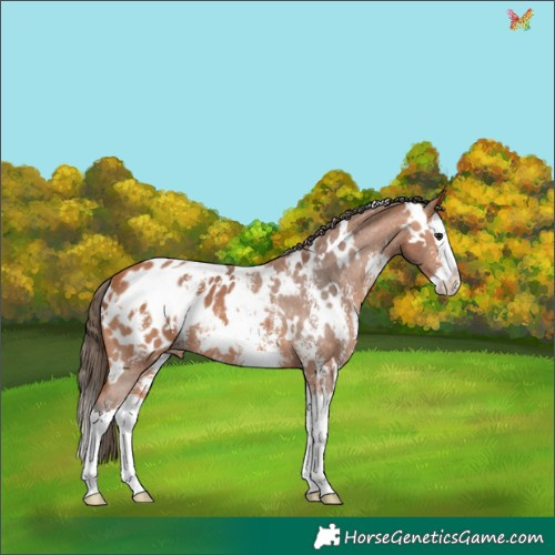 Horse Color:White Spotted Bay Sabino Splash Appaloosa 