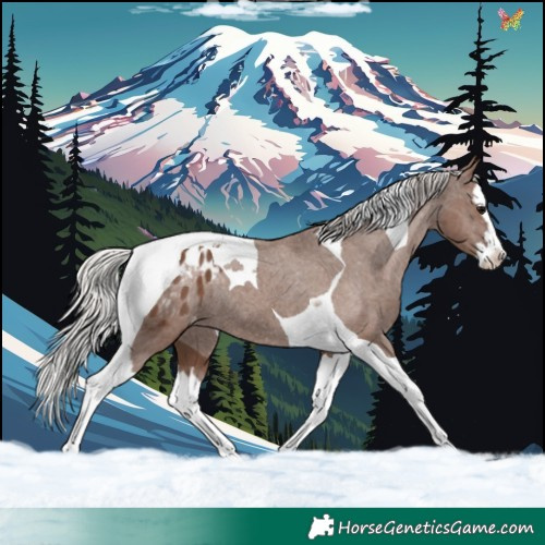 Horse Color:Silver Black Splash Tobiano Blanket Rabicano 