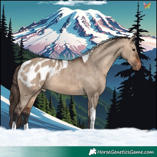 Horse Color:Bay Dun Tobiano Blanket 