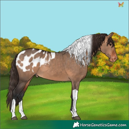 Horse Color:Bay Dun Tobiano Appaloosa 