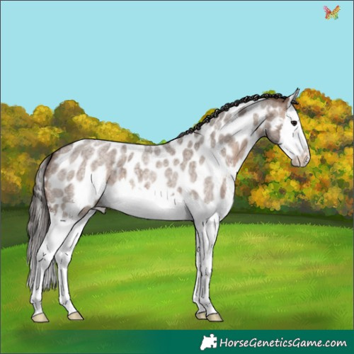 Horse Color:Brown Roan Dun Sabino Splash Appaloosa 