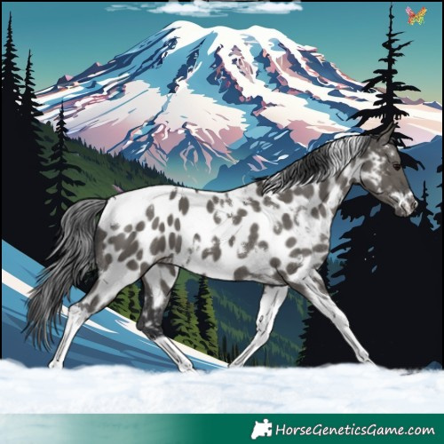 Horse Color:White Spotted Grullo Tobiano Appaloosa 