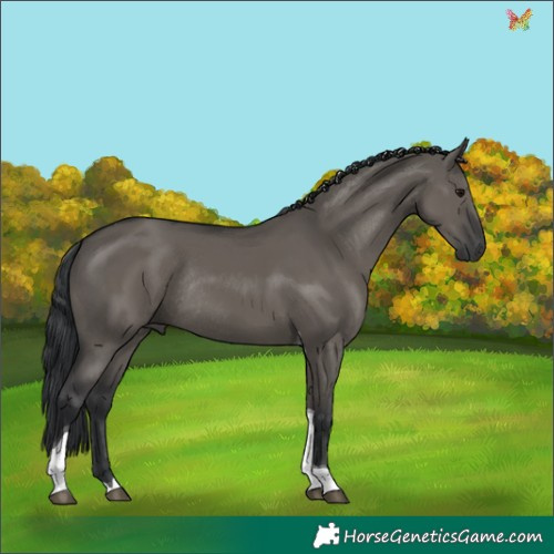 Horse Color:Grullo Tobiano Rabicano 