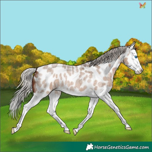 Horse Color:Silver Bay Roan Dun Splash Appaloosa 