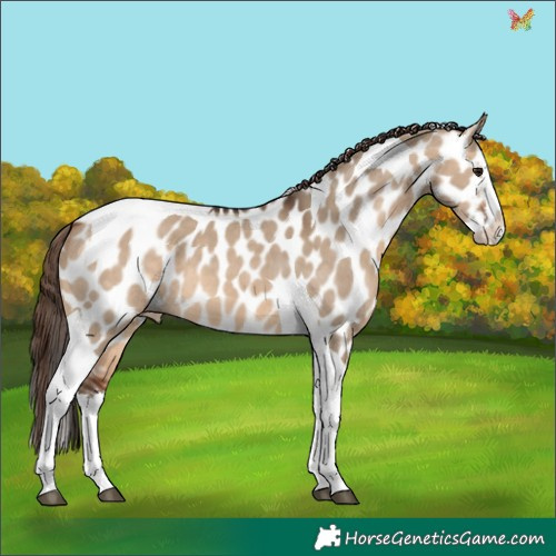 Horse Color:Bay Dun Splash Tobiano Appaloosa 
