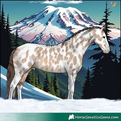 Horse Color:Bay Dun Splash Tobiano Appaloosa 