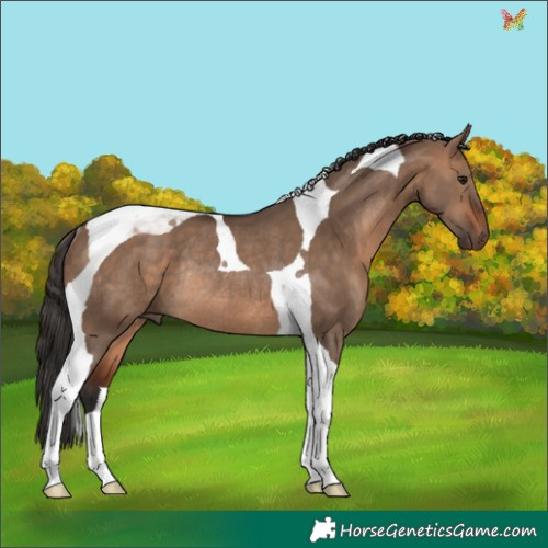 Horse Color:Bay Dun Tobiano Rabicano 