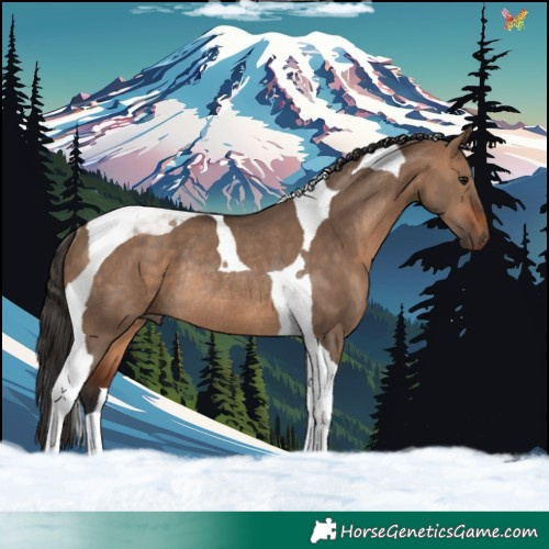 Horse Color:Bay Dun Tobiano Rabicano 