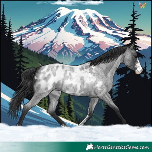 Horse Color:Blue Roan Sabino Appaloosa Rabicano 