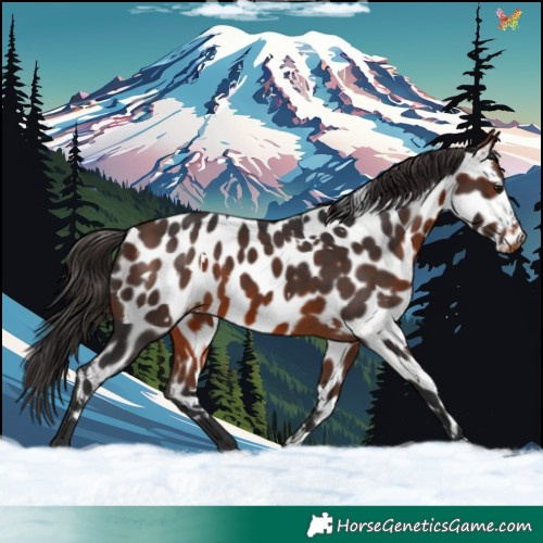 Horse Color:White Spotted Bay Appaloosa 
