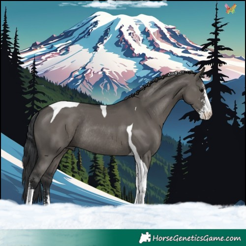 Horse Color:Grullo Sabino Tobiano Rabicano 