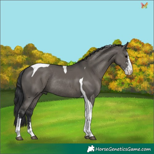 Horse Color:Grullo Sabino Tobiano Rabicano 