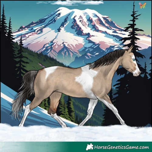 Horse Color:Bay Dun Splash Tobiano Rabicano 