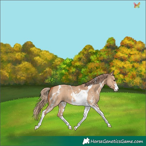 Horse Color:Red Dun Sabino Tobiano 